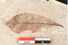Foto (Detailansicht) von Chrysophyllum olympicum Unger (NHMW-GEO-2024-0188-8165)